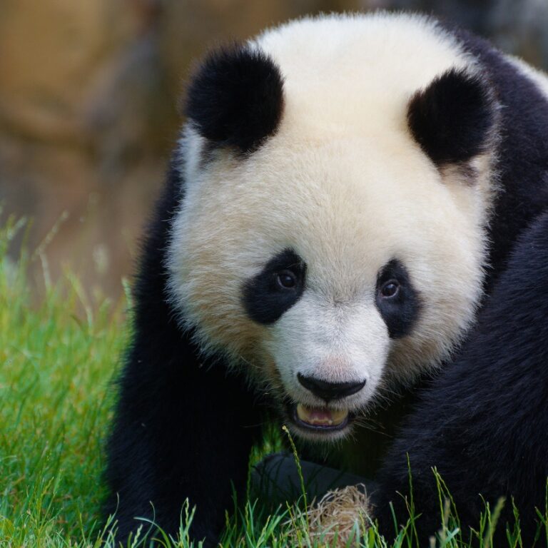 Panda du ZooParc de Beauval